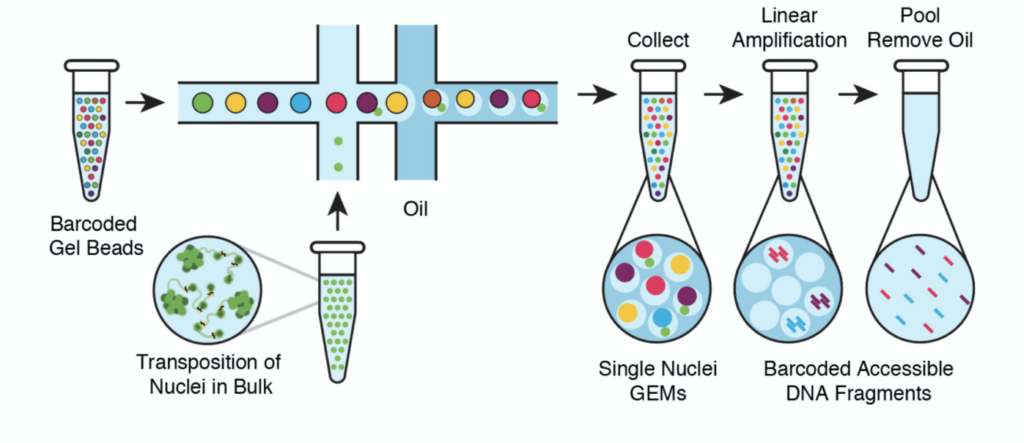 Massively parallel single-cell chromatin landscapes of human immune ...