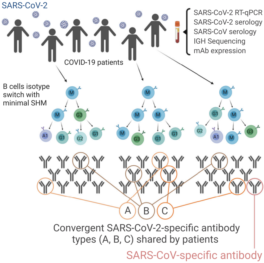 Human B Cell Clonal Expansion And Convergent Antibody Responses To SARS ...